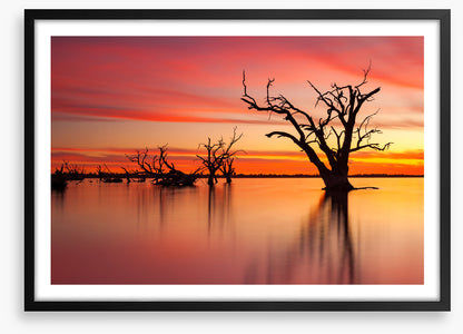 Lake Bonney redgum