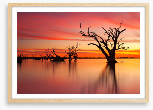 Lake Bonney redgum