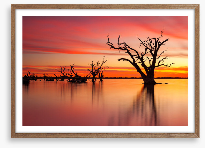 Lake Bonney redgum
