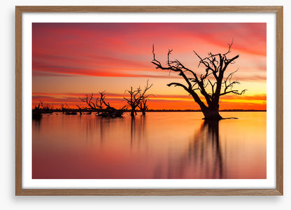 Lake Bonney redgum