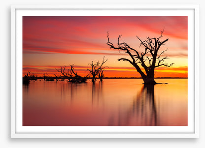 Lake Bonney redgum