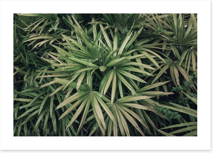 Leaves
