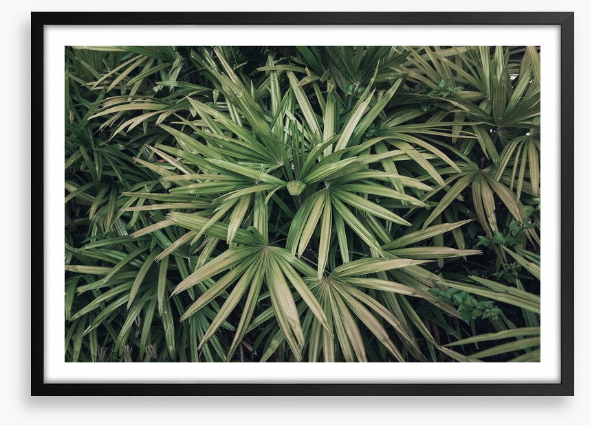 Leaves