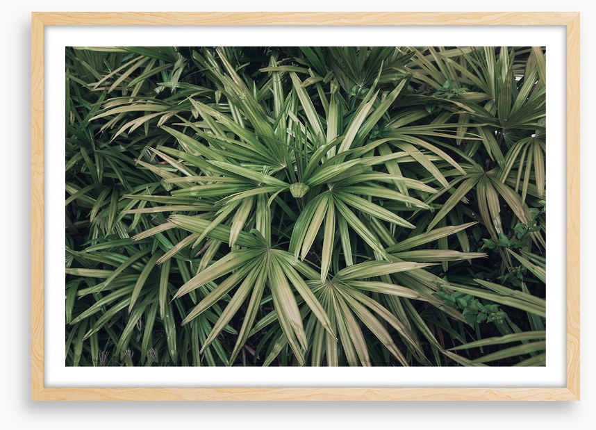 Leaves