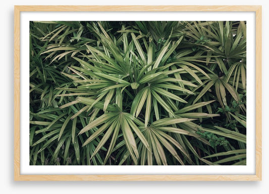 Leaves