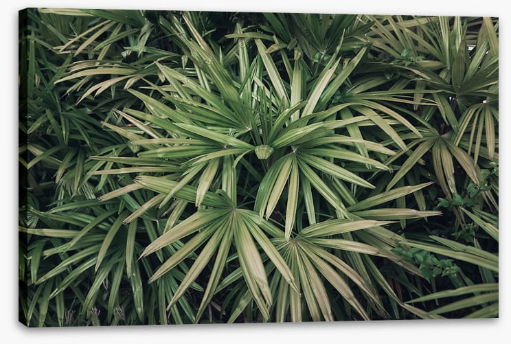 Leaves
