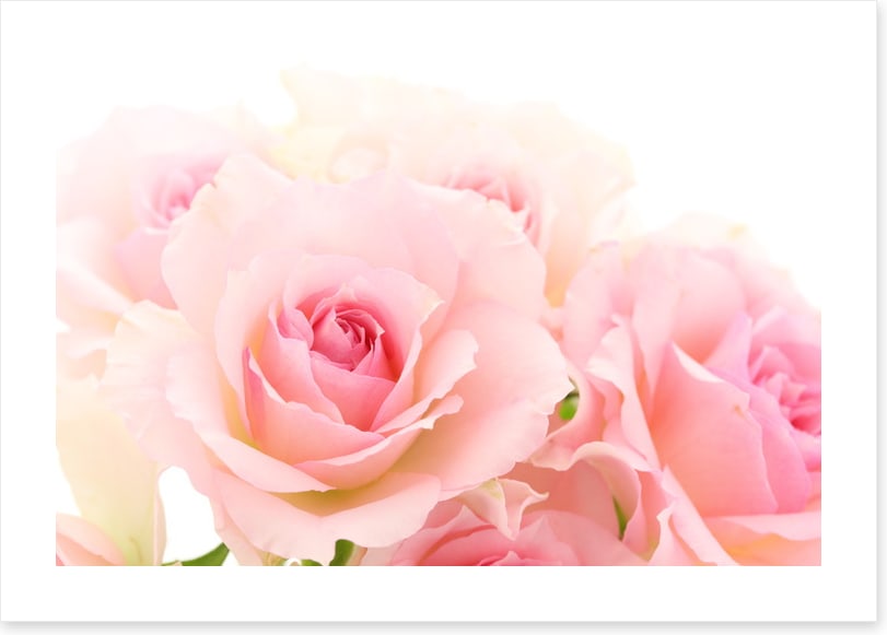 Coming up roses