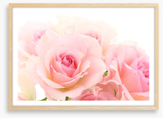 Coming up roses