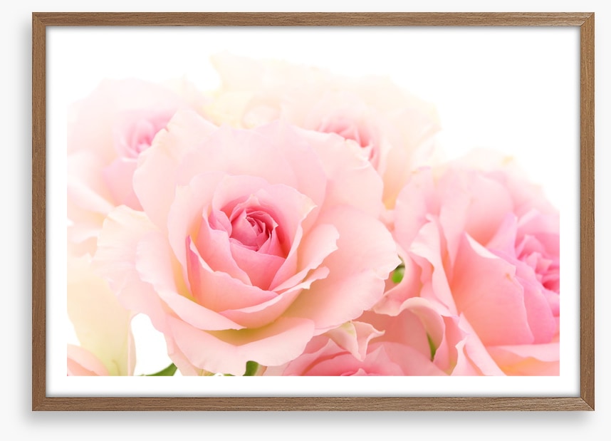 Coming up roses