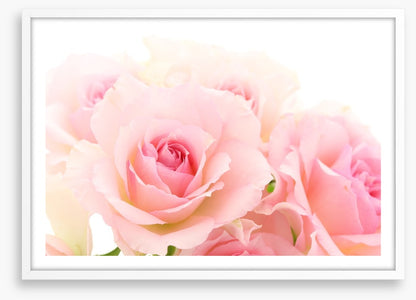 Coming up roses