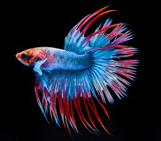 Halfmoon queen