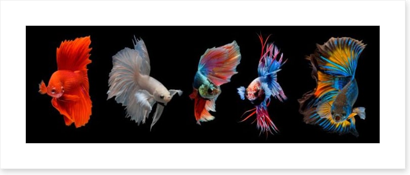 Halfmoon betta fish