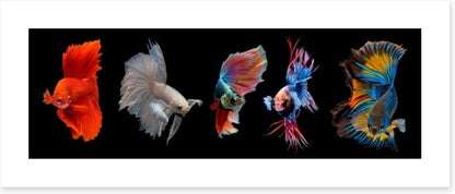 Halfmoon betta fish