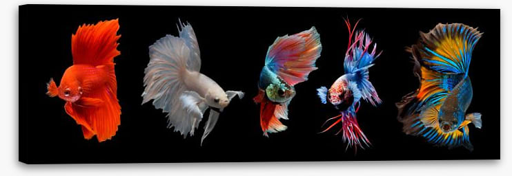 Halfmoon betta fish
