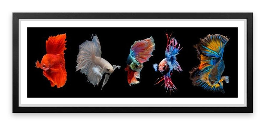 Halfmoon betta fish