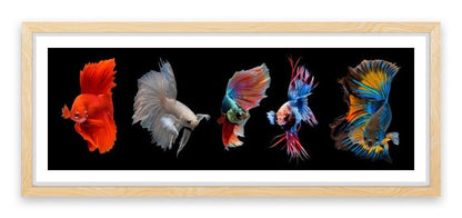 Halfmoon betta fish