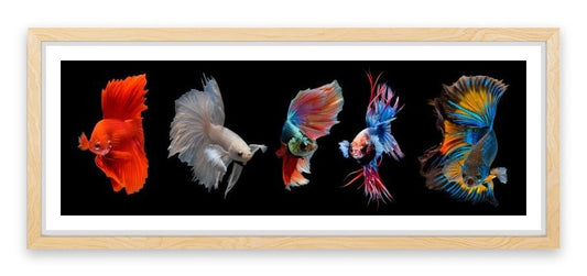Halfmoon betta fish