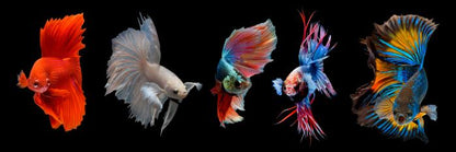 Halfmoon betta fish