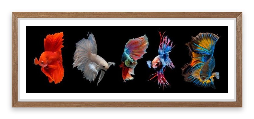 Halfmoon betta fish