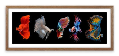 Halfmoon betta fish