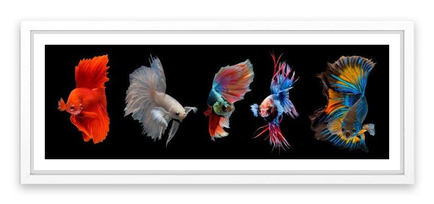 Halfmoon betta fish