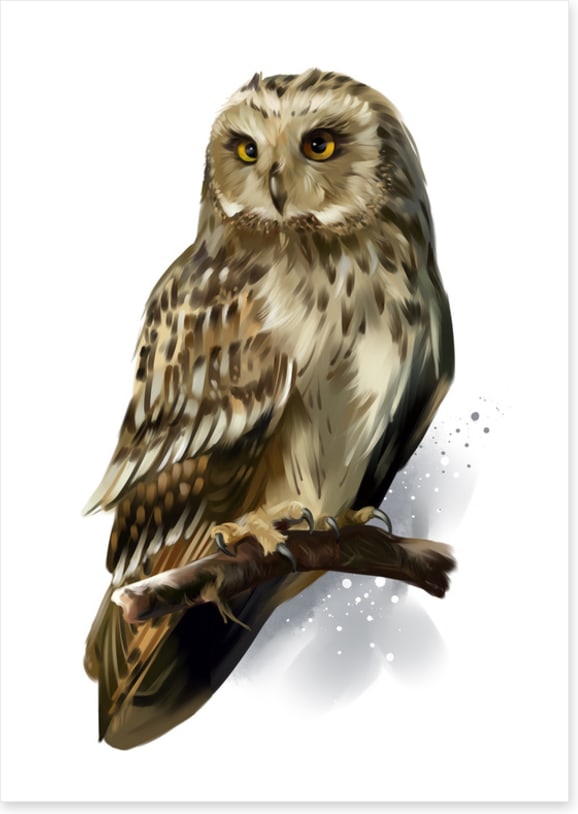 Birds