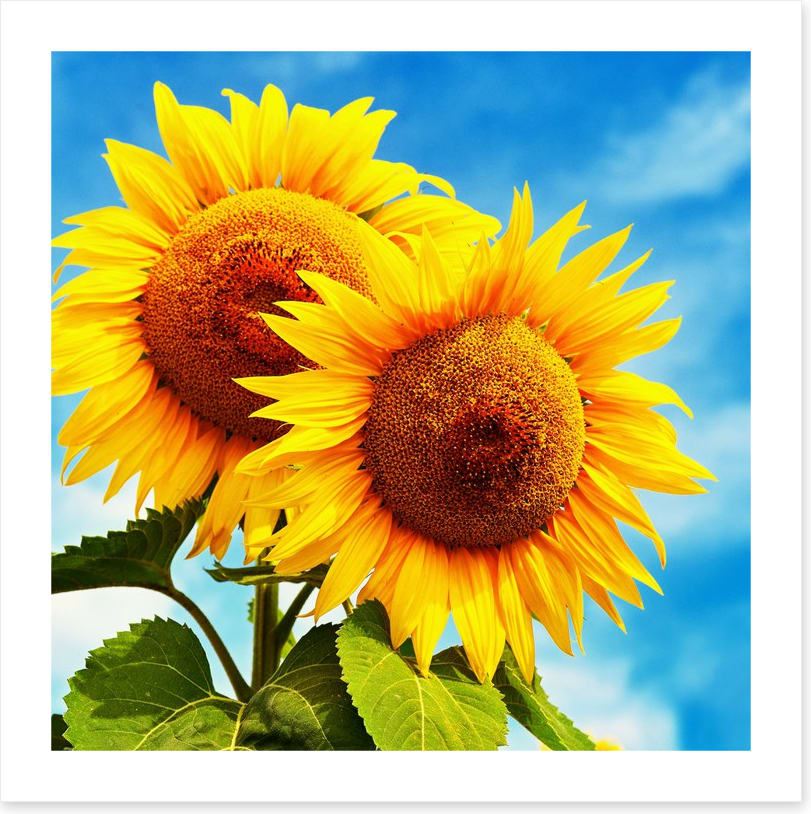 Sunny disposition