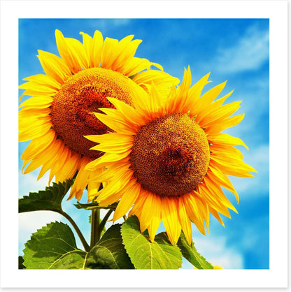 Sunny disposition