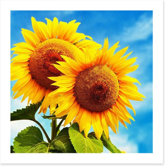 Sunny disposition