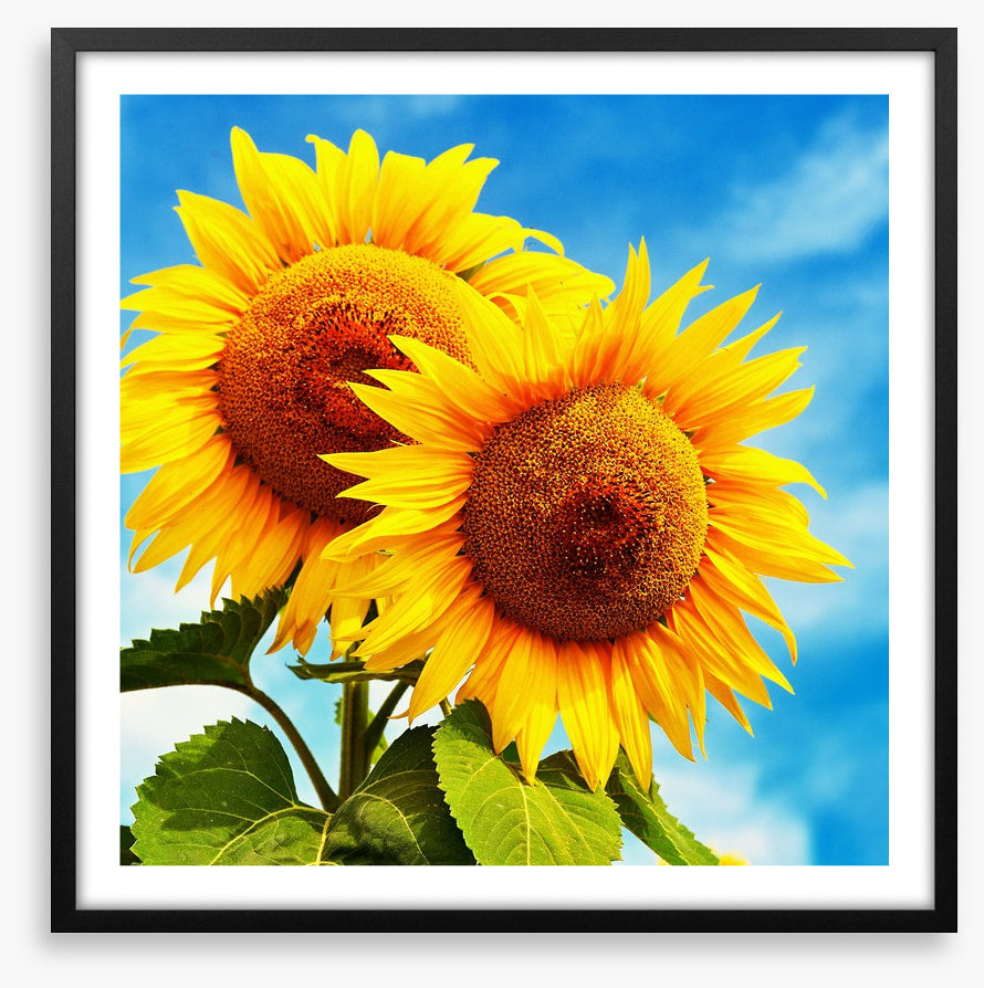 Sunny disposition