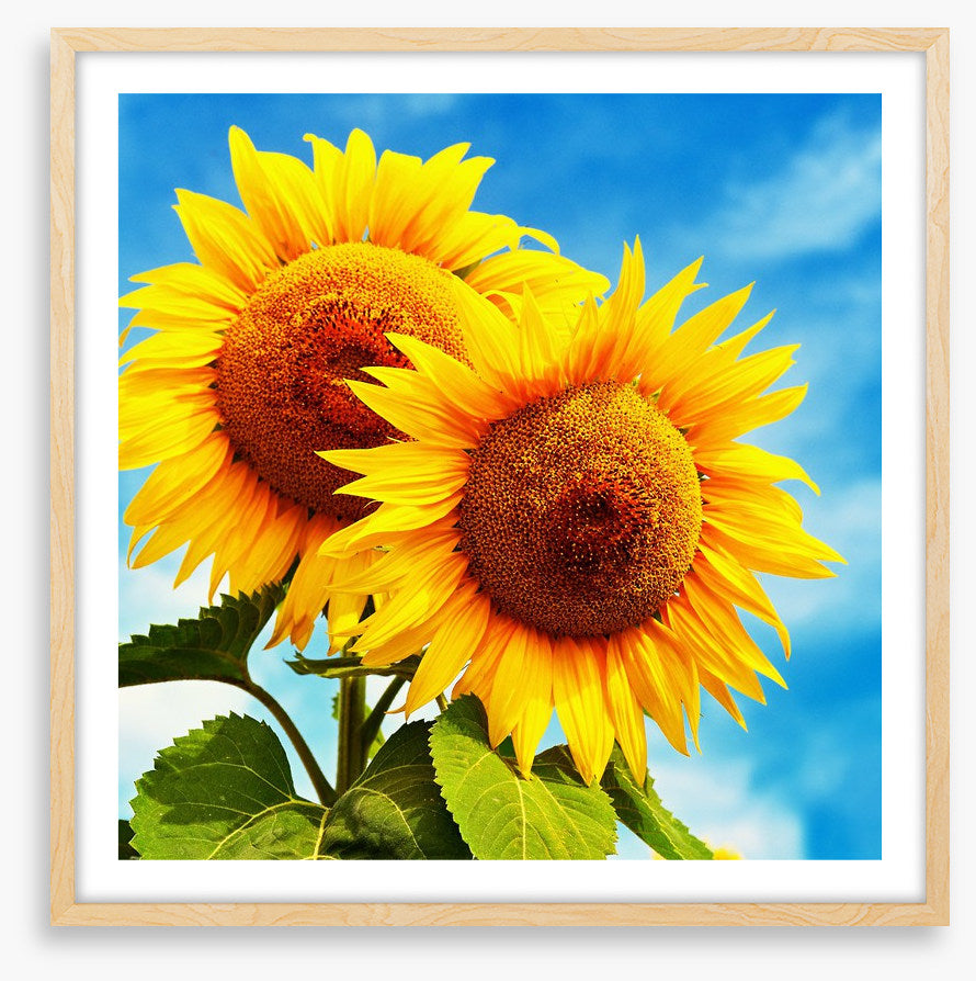 Sunny disposition
