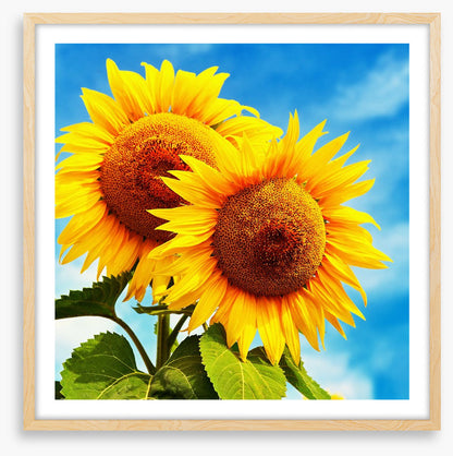 Sunny disposition