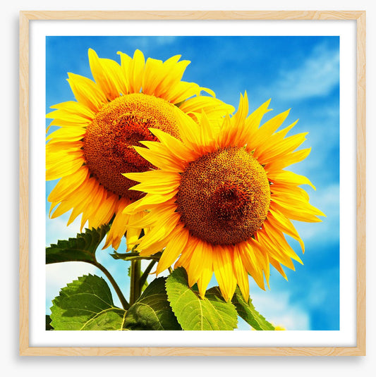 Sunny disposition