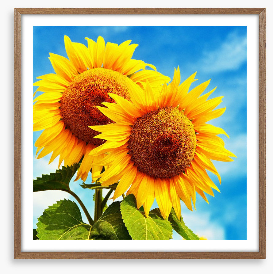 Sunny disposition