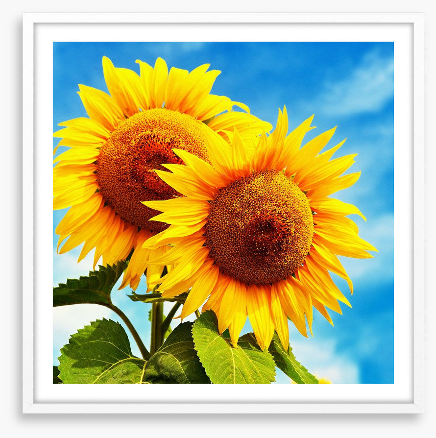 Sunny disposition