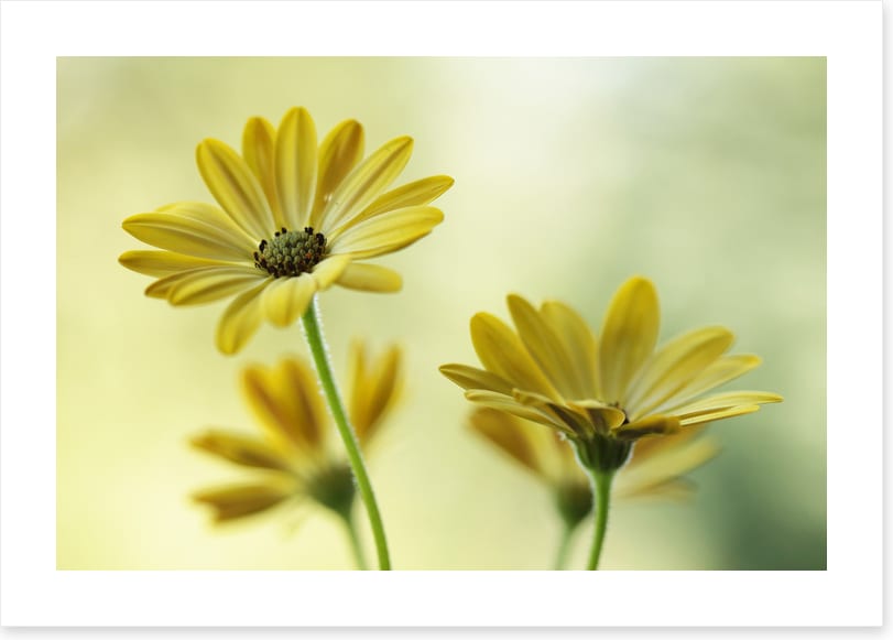 Sunshine bloom