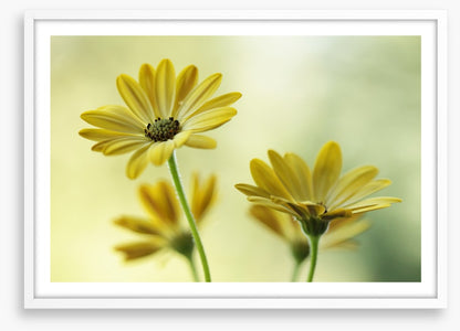 Sunshine bloom