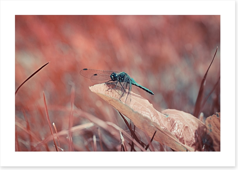 Insects