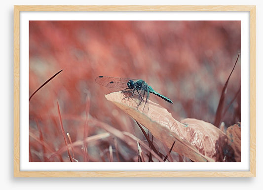 Insects