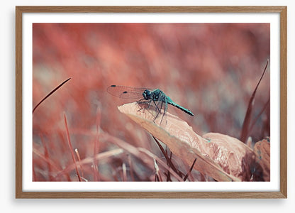 Insects