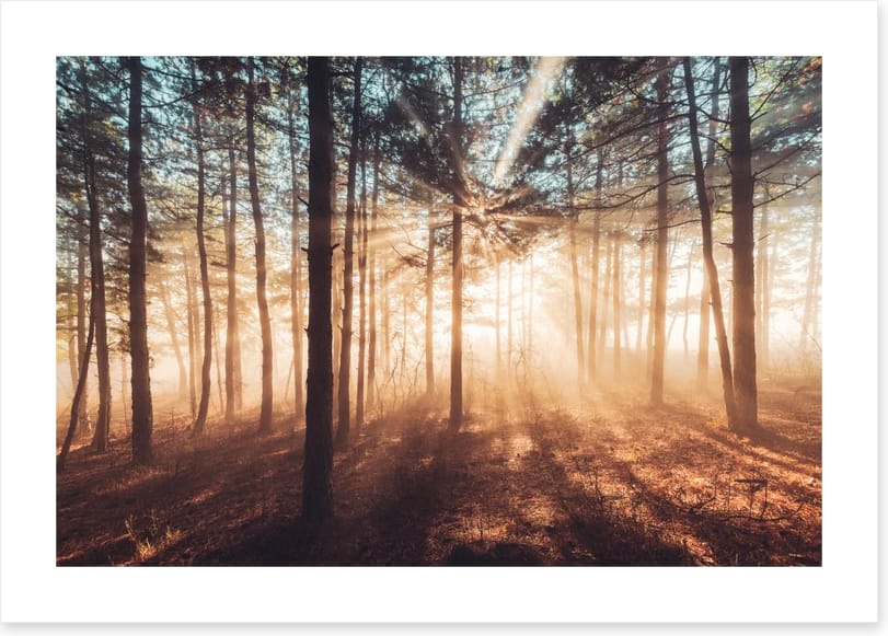 Dancing sunlight