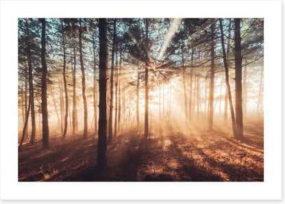 Dancing sunlight
