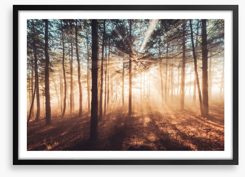 Dancing sunlight