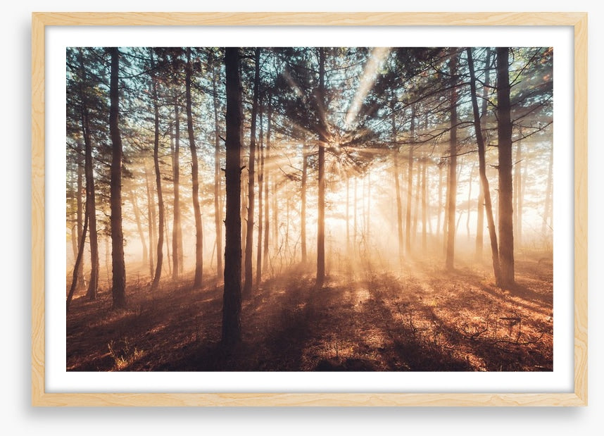 Dancing sunlight