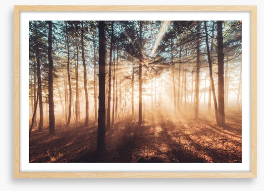 Dancing sunlight