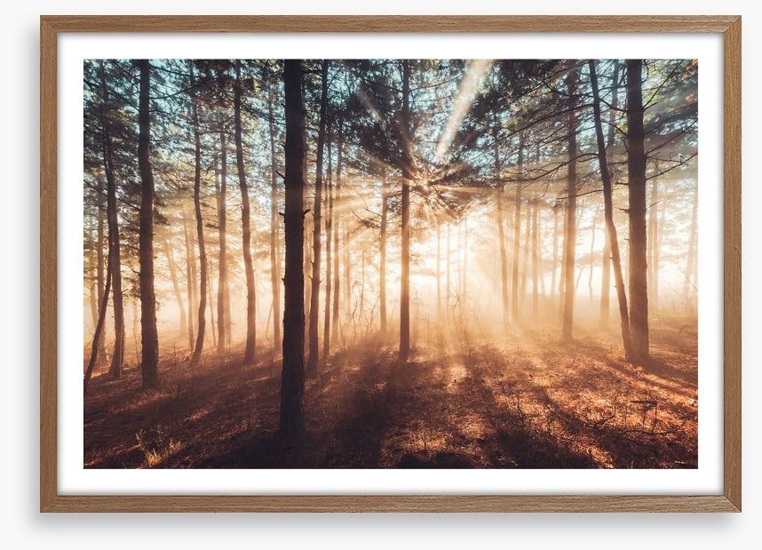Dancing sunlight
