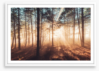 Dancing sunlight