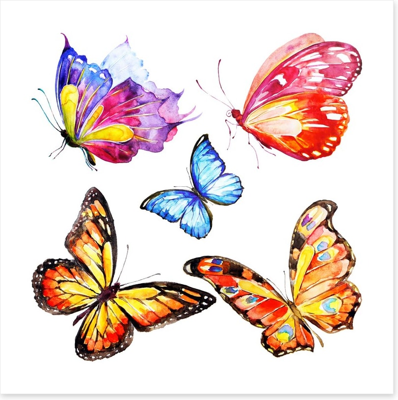 Cacophony of colour