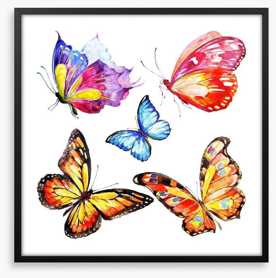 Cacophony of colour