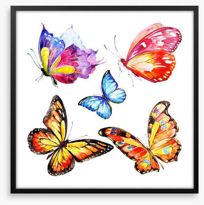 Cacophony of colour